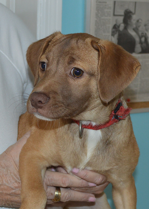 June Animal Rescue Foundation