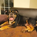 Adoptable (Official) Georgia Dogs for November 27, 2019