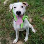 Adoptable (Official) Georgia Dogs for November 11, 2019