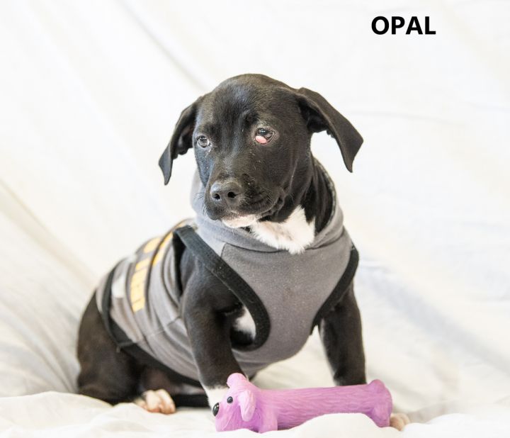 Opal Washington Wilkes Humane