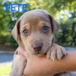 Adoptable (Official) Georgia Dogs for November 4, 2019