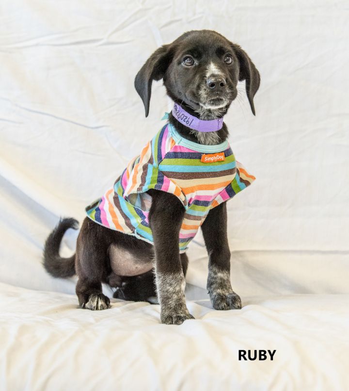 Ruby Washington Wilkes Humane