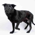 Adoptable (Official) Georgia Dogs for November 5, 2019