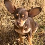 Adoptable (Official) Georgia Dogs for November 26, 2019
