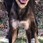 Adoptable (Official) Georgia Dogs for November 14, 2019