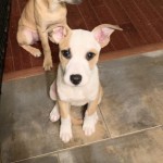 Adoptable (Official) Georgia Dogs for December 6, 2019
