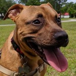 Adoptable (Official) Georgia Dogs for December 31, 2019