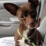 Adoptable (Official) Georgia Dogs for December 3, 2019