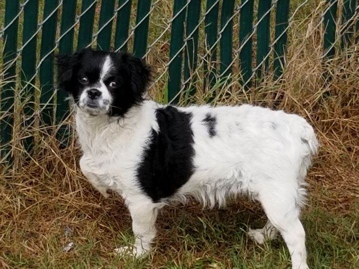 Chloe Clover Run Rescue