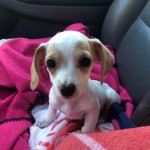 Adoptable (Official) Georgia Dogs for December 5, 2019
