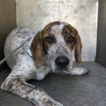 Adoptable (Official) Georgia Dogs for December 17, 2019