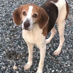 Adoptable (Official) Georgia Dogs for December 2, 2019