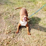 Adoptable (Official) Georgia Dogs for December 30, 2019