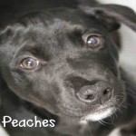 Adoptable (Official) Georgia Dogs for December 4, 2019