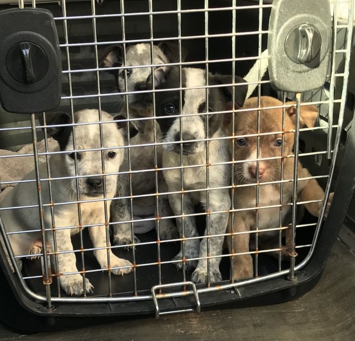 Pups1_4