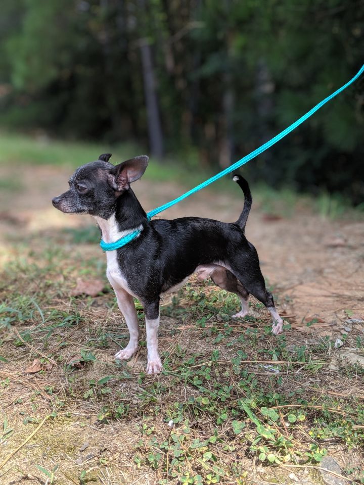 Sebastian Clover Run Rescue