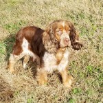 Adoptable (Official) Georgia Dogs for December 18, 2019