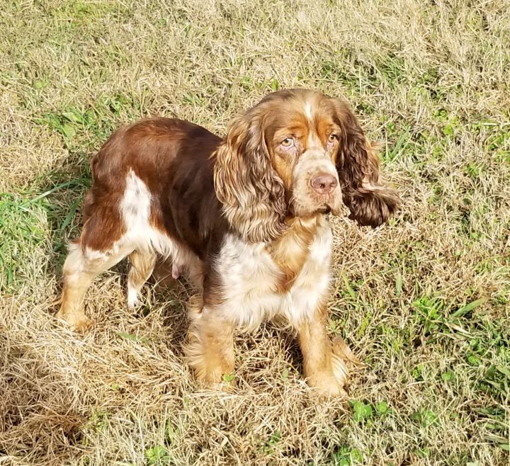 Shelly Clover Run Rescue