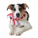 Adoptable (Official) Georgia Dogs for December 16, 2019
