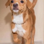 Adoptable (Official) Georgia Dogs for January 14, 2020