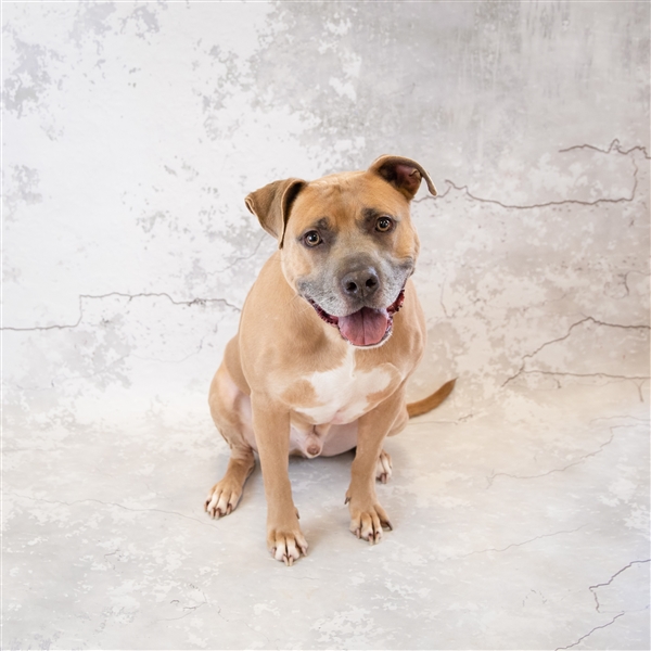 Angelo Gwinnett Animal Shelter