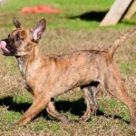 Adoptable (Official) Georgia Dogs for January 10, 2020