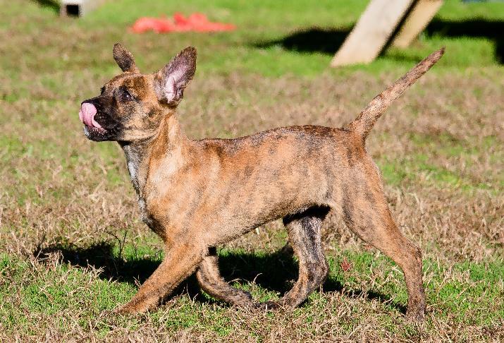 Anna Humane Society Blue Ridge
