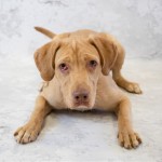 Adoptable (Official) Georgia Dogs for January 3, 2019