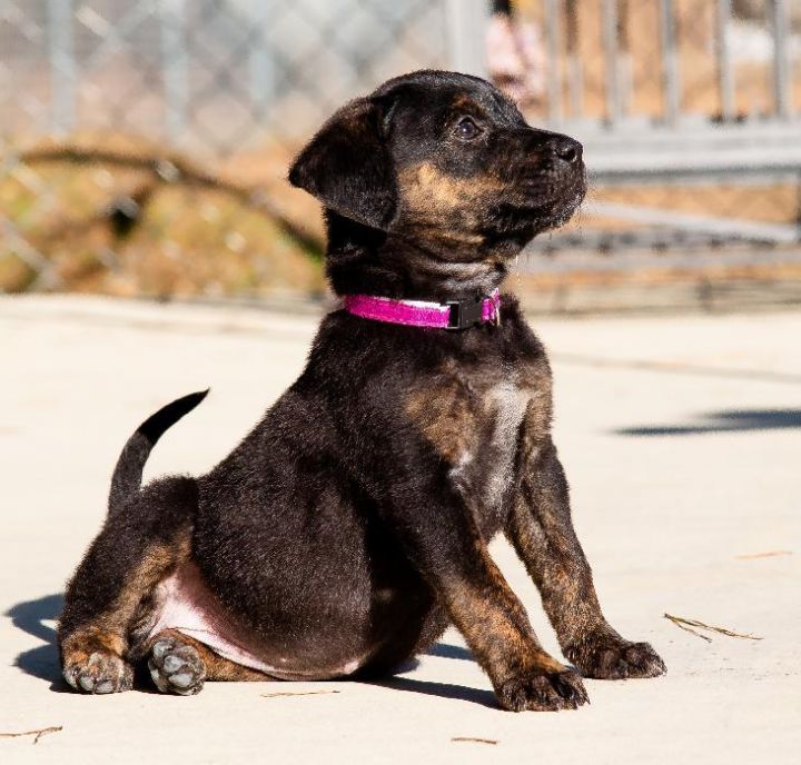 Belle Humane Society Blue Ridge