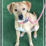 Adoptable (Official) Georgia Dogs for January 30, 2020