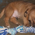 Adoptable (Official) Georgia Dogs for January 8, 2020