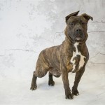 Adoptable (Official) Georgia Dogs for January 28, 2020