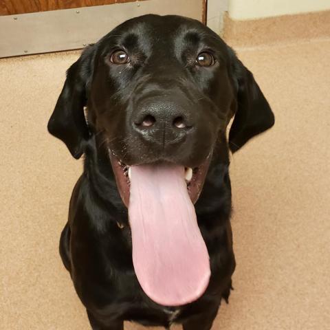 Copper PAWS Humane