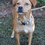 Adoptable (Official) Georgia Dogs for January 15, 2020