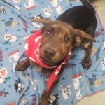 Adoptable (Official) Georgia Dogs for January 24, 2020