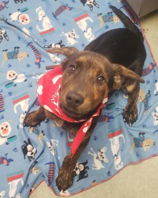 Dusty Albany Humane