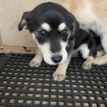 Adoptable (Official) Georgia Dogs for January 13, 2020