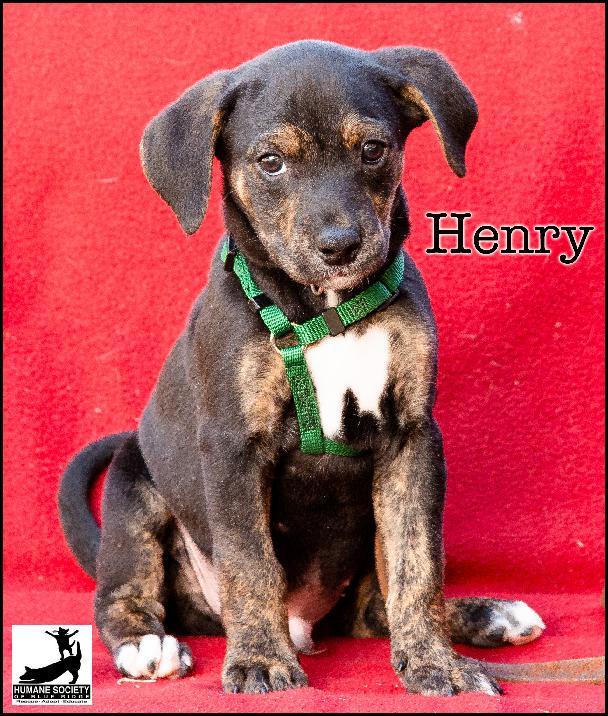 Henry Humane Society Blue Ridge