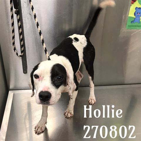 Hollie Macon Bibb