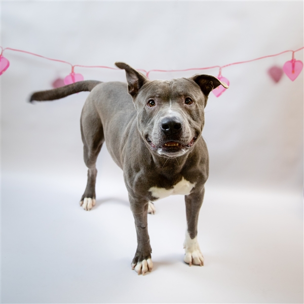 Kato Gwinnett Animal Shelter