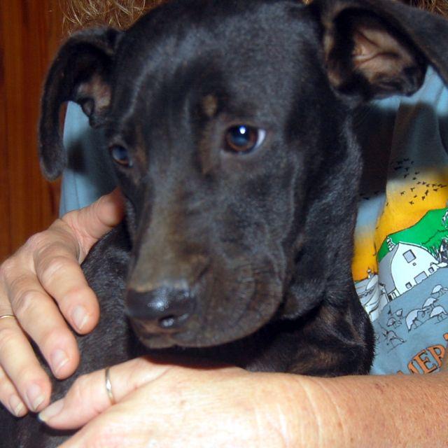 Leroy Angel Dog Rescue