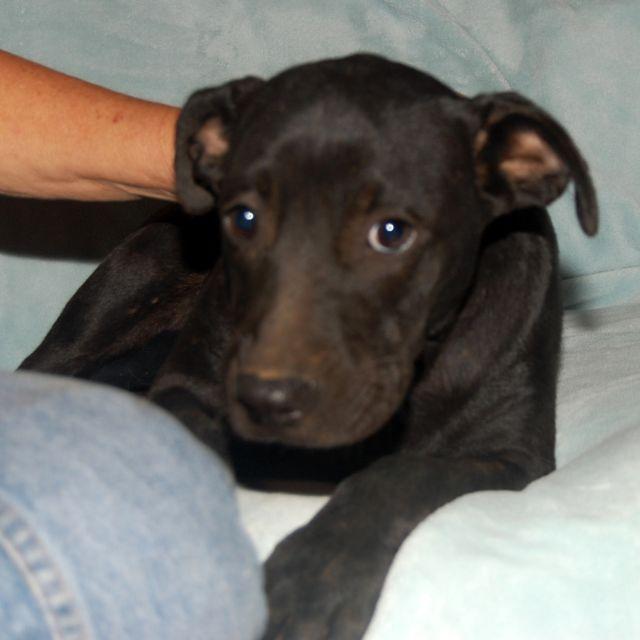 Lola Angel Dog Rescue