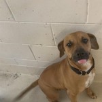 Adoptable (Official) Georgia Dogs for January 17, 2020