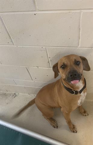 Maisey Glynn County