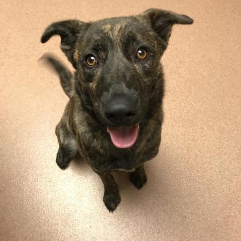 Millie PAWS Humane