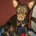 Adoptable (Official) Georgia Dogs for January 21, 2020