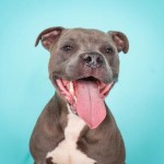 Adoptable (Official) Georgia Dogs for January 6, 2020