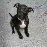 Adoptable (Official) Georgia Dogs for January 7, 2020