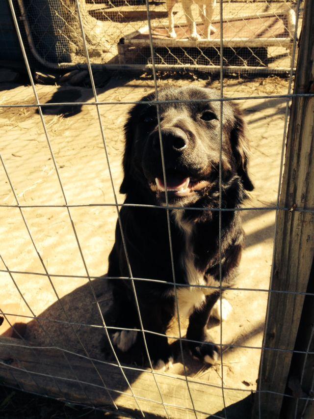 Rambler Angel Dog Rescue