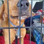 Adoptable (Official) Georgia Dogs for January 31, 2020